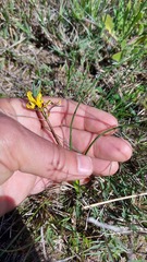 Pauridia canaliculata