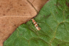 Phyllonorycter tristrigella