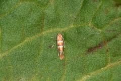 Phyllonorycter tristrigella