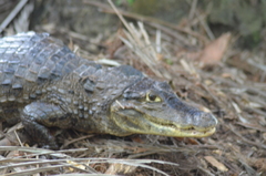 Caiman crocodilus fuscus