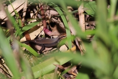 Eutropis