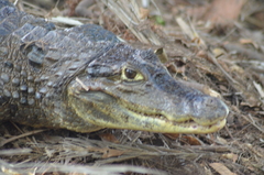 Caiman crocodilus fuscus