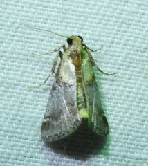 Cacozelia basiochrealis