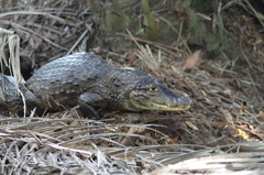 Caiman crocodilus fuscus