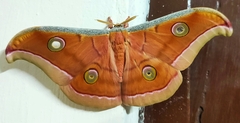 Antheraea paphia