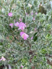 Podalyria myrtillifolia