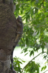 Iguana iguana