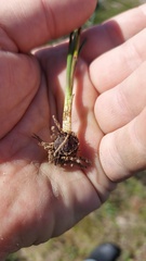 Pauridia canaliculata