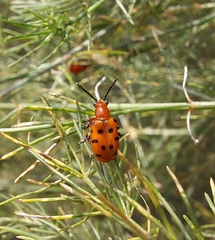 Crioceris duodecimpunctata