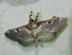 Apilocrocis pimalis