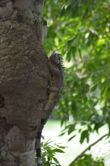 Iguana iguana