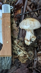 Cortinarius