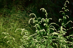 Artemisia lactiflora