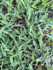 Digitaria sanguinalis