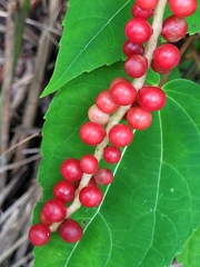 Schisandra arisanensis
