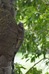 Iguana iguana