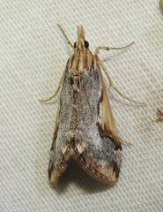 Loxostege albiceralis