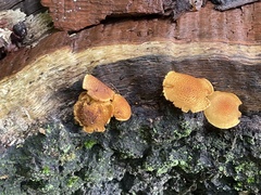 Pholiota