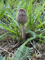 Macrolepiota procera