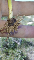 Pauridia canaliculata