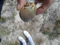 Pomacea canaliculata