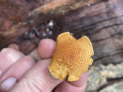 Pholiota