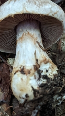 Cortinarius