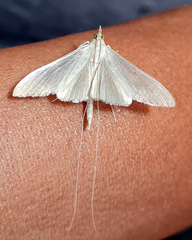 Neadeloides cinerealis