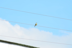 Tyrannus melancholicus