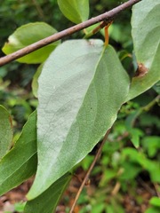Schisandra arisanensis