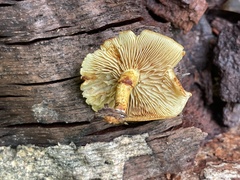 Pholiota