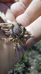 Pauridia canaliculata