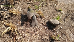 Cardellina canadensis