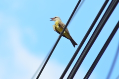 Tyrannus melancholicus