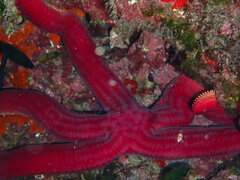 Ophidiaster ophidianus