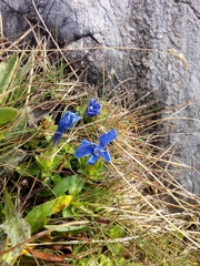 Gentianeae
