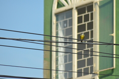 Tyrannus melancholicus