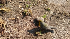 Cardellina canadensis