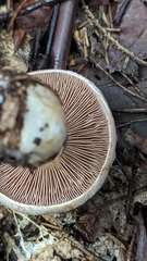 Cortinarius