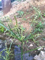 Cyperus iria