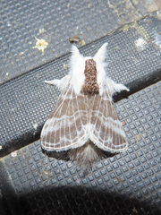 Tolype velleda