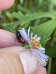 Sphecodes monilicornis