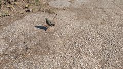 Cardellina canadensis