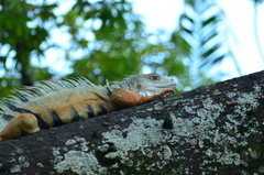 Iguana iguana