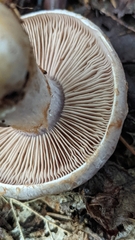 Cortinarius