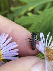 Sphecodes monilicornis