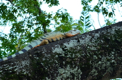 Iguana iguana