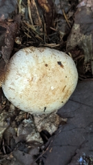 Cortinarius