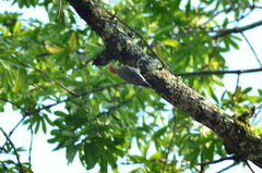 Melanerpes rubricapillus