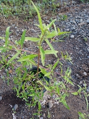 Eclipta prostrata